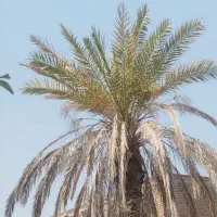 رطب|خدمات باغبانی و درختکاری|میناب, |دیوار