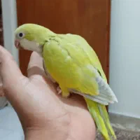 جوجه راهب سرلاکی نرمخور