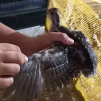 جوجه بوقلمون