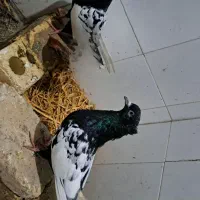جفت سینه سیاه