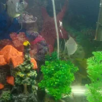 ماهی آکواریومی معاوضه با پرنده