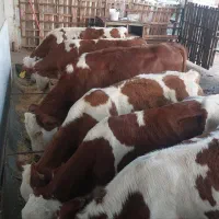 فروش گوساله سیمینتال اصیل