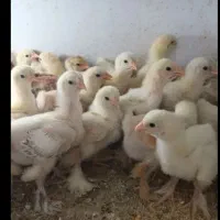 جوجه برهمای اصل ۱۲روزه