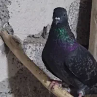 کبوتر
