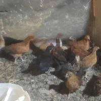 فروش جوجه محلی تزئینی واکسینه سالم