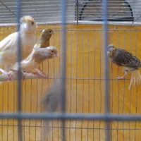 قناری ماده آماده