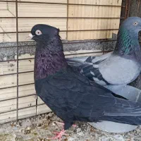 کبوتر پرشی