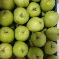 سیب گلاب ارگانیک و درجه یک