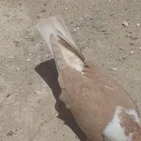 کفتر کلاغ زرد نر پرشی