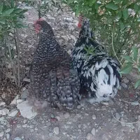 مرغ اورپینگتون