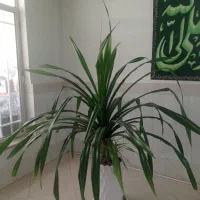 گیاه پاندرانوس