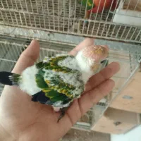 جوجه خورشیدی