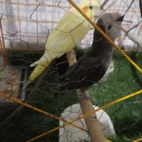 دوتا عروس هلندی و یک طوطی برزیلی