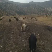 بز داشتی