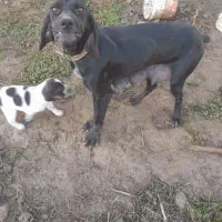 سگ شکاری|سگ|گوراب زرمیخ, |دیوار