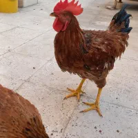 مرغ و خروس