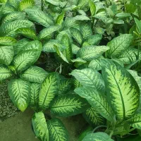 گلهای آپــارتمانیمون شارژ شد