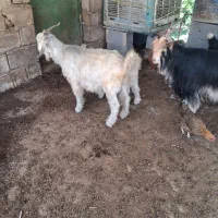 4تا بز 3بیگ