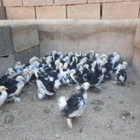 نیمچه مرغ زینتی