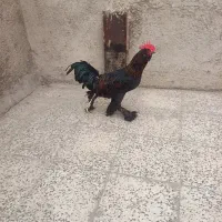 دوتا خروس پا پر فوری فروش