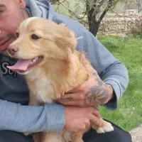 سگ  پامر