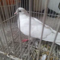 کبوتر
