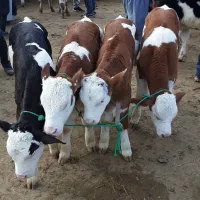 سیمینتال اصل(بندرترکمن)
