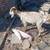 بز فروشی مخصوص کشتن
