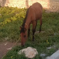 اسب|اسب و تجهیزات اسب‌سواری|انزل, |دیوار