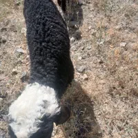 بره علف خور