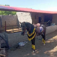 اسب|اسب و تجهیزات اسب‌سواری|خوی, |دیوار