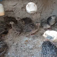 بلدرچین