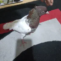 کفتر