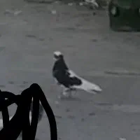 کبوتر گمشده