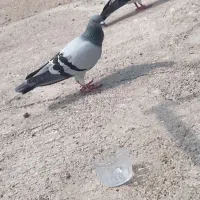 کبوتر