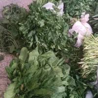 سبزی آماده خرد شده قرمه سبزی وکوکو