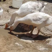جوجه غاز