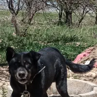 سگ سگ