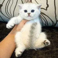 گربه بریتیش گربه اسکاتیش گربه پرشین