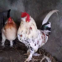 مرغ و خروس