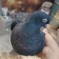 کبوتر ملقی میخ