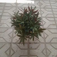 گل طبیعی