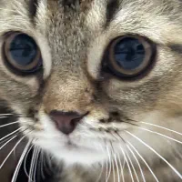 گربه بریتیش ۵ ماهه