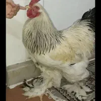 خروس برهما اصیل.