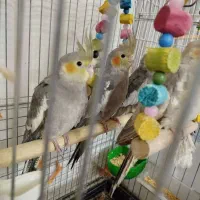 عروس هلندی