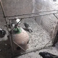 کفتر کبوتر