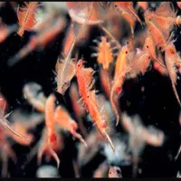 آرتمیا عمده برای سالنداران (سیست)