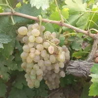 فروش انگور عسگری