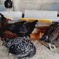 جوجه مرغ جهادی سیاه