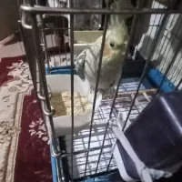 یک عددعروس باکبوتر
